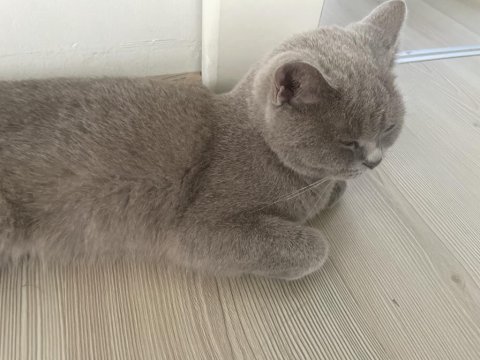 Çok acil sahiplendirme kedimiz