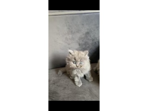 Scottish shorthair yavru antalya