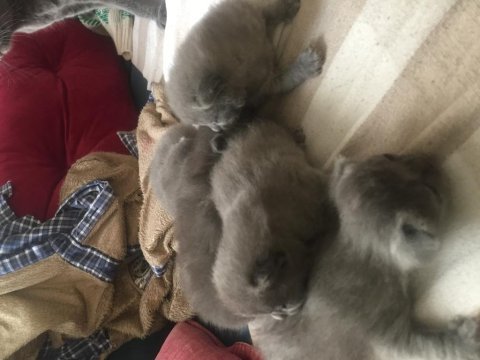 Scottish fold yavrular