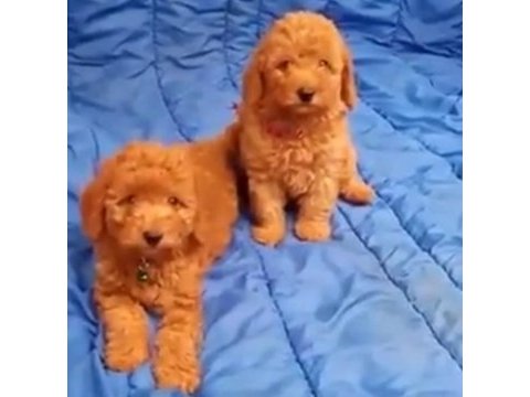 Toy poodle bulunmayan nadir renkler