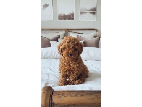 A kalite toy poodle 