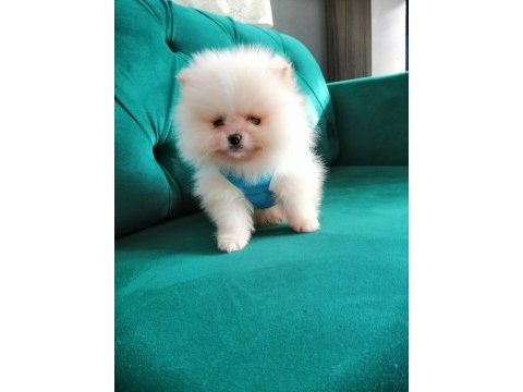 Yasal ruhsatlı çiftlikten pomeranian boo yavrular