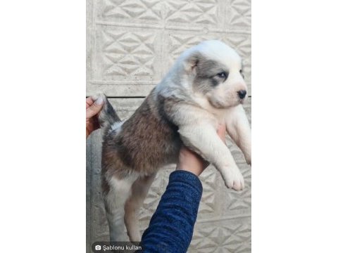  üst düzey alabay yavruları