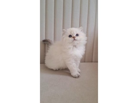 Silver point british longhair dişi ve erkek kardeşler