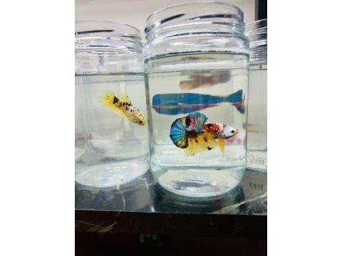 Canndy betta (koi-plakat)