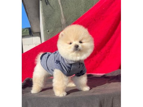 Ayı surat pomeranian bebekler