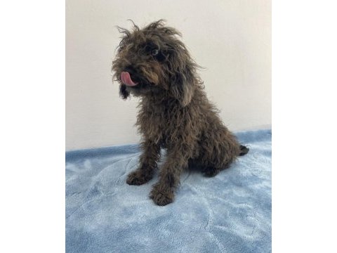 Egzotik güzellik poodle