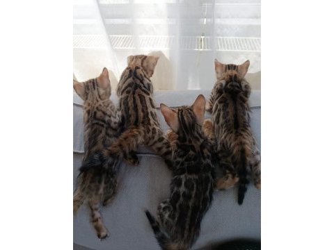 Wcf show class bengal kedisi bebekler