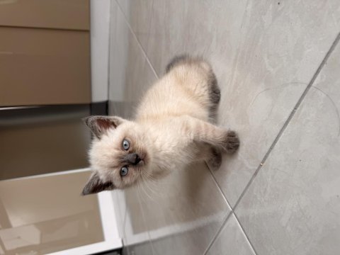 Blue point dişi 2 aylık british shorthair