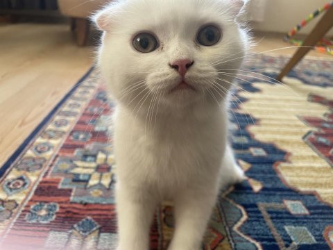 Asil kızımızın asil yavrusu scottish fold