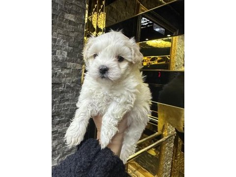 Maltese terrier 60 günlük