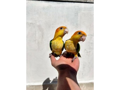 El besleme bebek caique