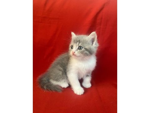6 adet bi color silver shaded ve silver point kedimiz