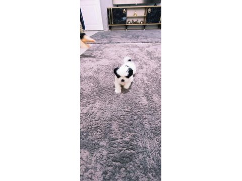 Shih tzu bebekler yeni yuvalarını arıyorlar