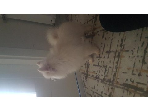Pomeranian spitz yavrumuz