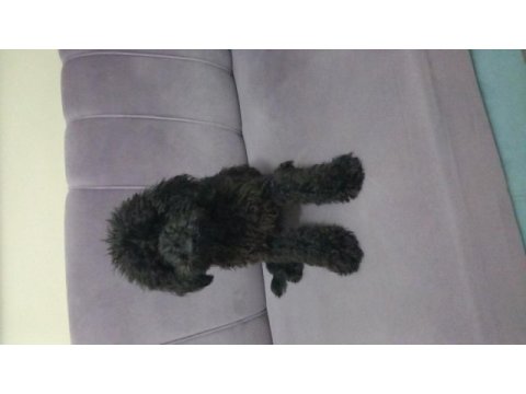 Orijinal toy poodle siyah erkek