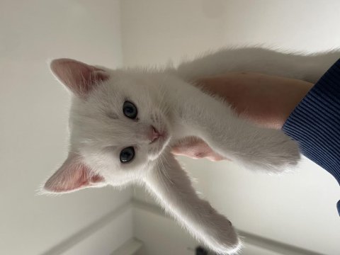 Sevgi delisi british shorthair yavrular