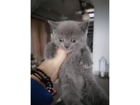 Yeni yuvalarına gitmeye hazır british shorthair minnaklar