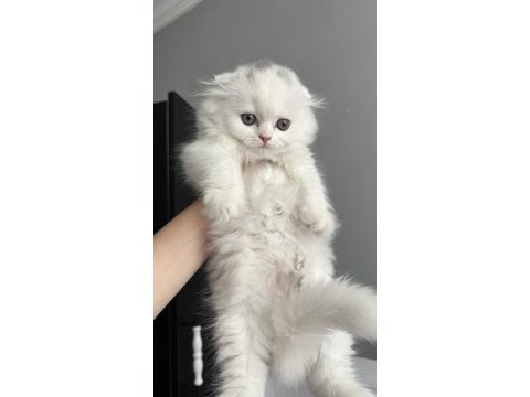 Sıfır kulak longhair scottish fold