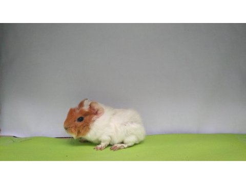 Guinea pig yavruları istanbul
