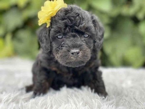 Nadir renk black toy poodle