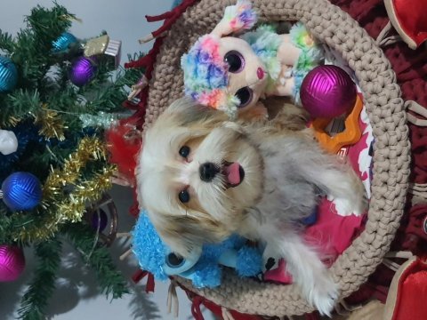Türkiyede tek korean morkie yavrularımız