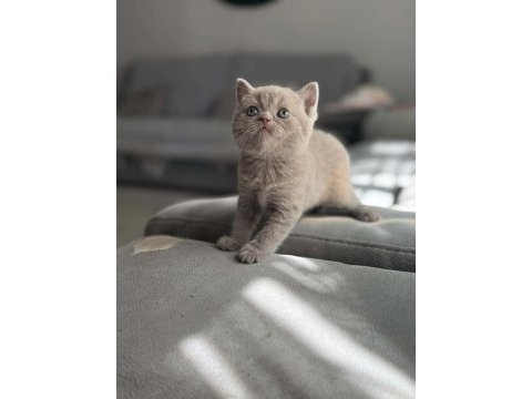 A kalite teddy bear british shorthair bebeklerimiz