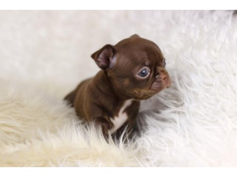 Egzotic teacup chihuahua