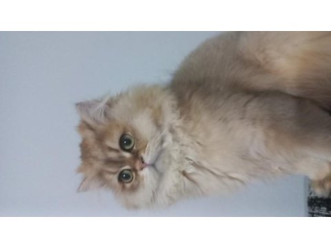 Behlül kedimize yeni yuva arıyoruz