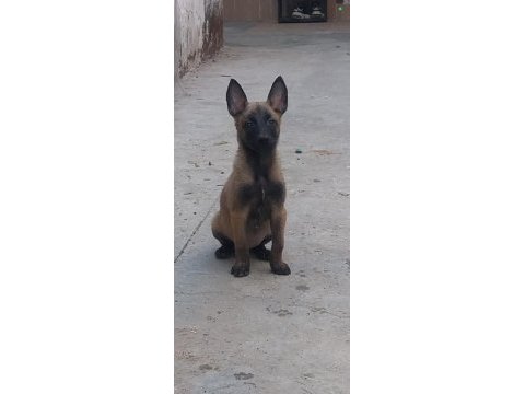 A kalite belçika malinois yavrularımız mevcut