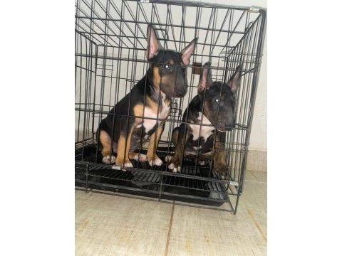 A class şecereli yavru köpekler