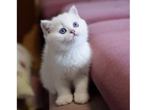 Kar topu mavi gözlü ns1133 british shorthair