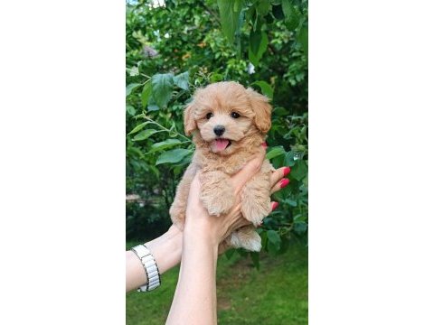 Kore maltipoo eğitimli