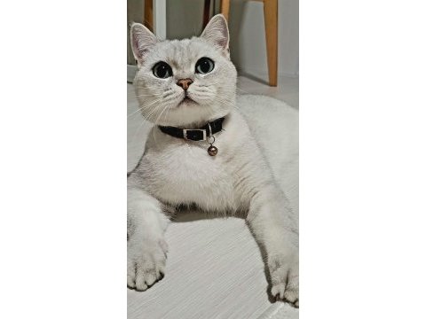 Kısır erkek kedimiz