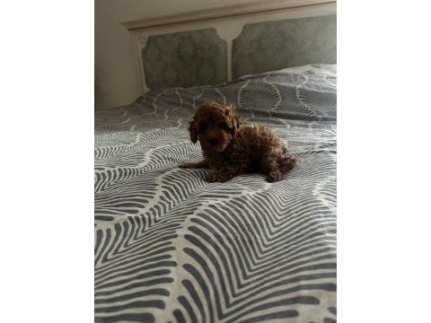 Toy poodle yavruları yeni yuvalarını bekliyor