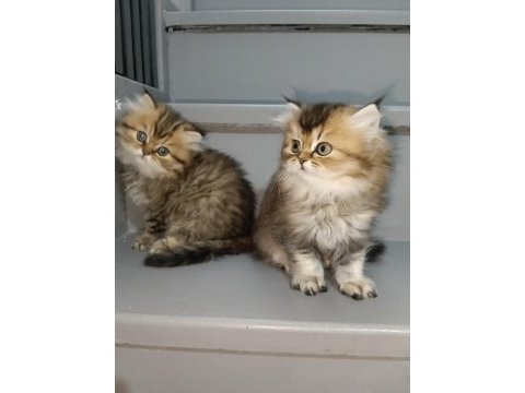 Golden black british longhair
