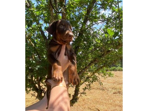 Kızıl kaliteli king doberman