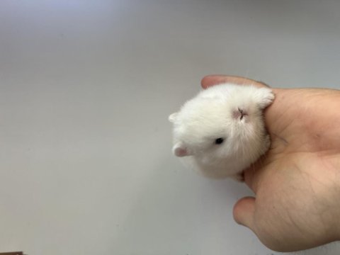 Hermelin netherland dwarf cüce tavşan