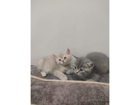 British shorthair yavrular