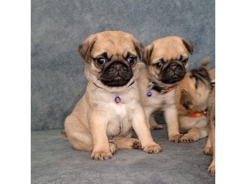 Üst kalite pug mops bebekler