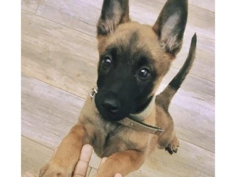 Belçika kurdu (malinois) köpeği