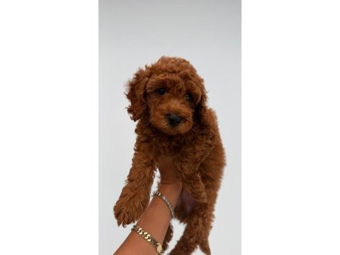 Poodle bebekler