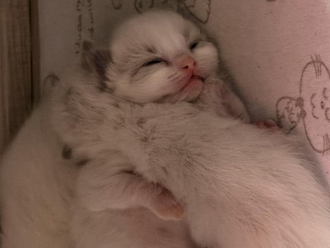 Ragdoll yavrular rezerveye açık 15 ekim teslim