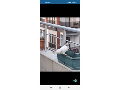 Erkek kırmızı şallı tip güvercin