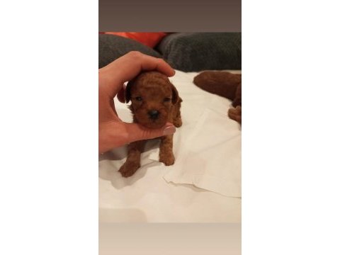 Üst düzey kore kan toy poodle yavrularım