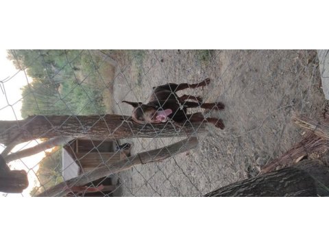 Üretim izinli doberman