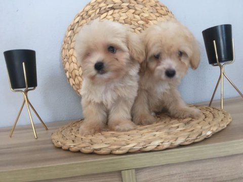 Mükemmel kalitede maltipoo yavrularımız