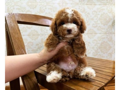 Toy poodle bebek köpekleri