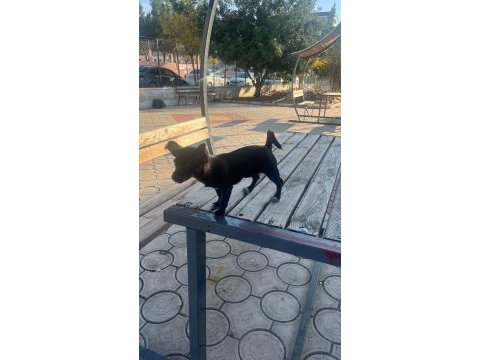 Yavru dişi şivava cinsi köpeğimiz