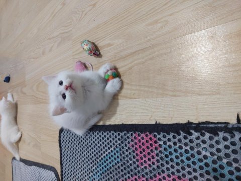 British shorthair ballar hazırlar